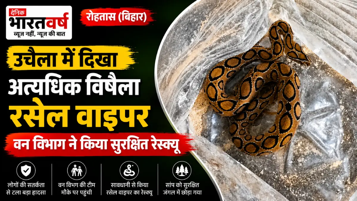 rohtas-uchaila-russells-viper-snake-rescue-fi